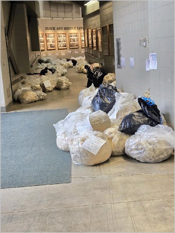 Fleece entries at the All American Junior Show. Photo: Letty Klein